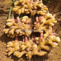 Exportación de raíz de jengibre fresco Mini Golden Plump